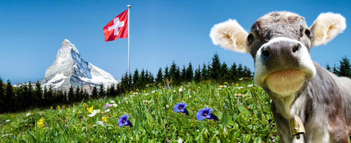 panoramic-poster-print-matterhorn-mit-kuh-und-schweizer-flagge