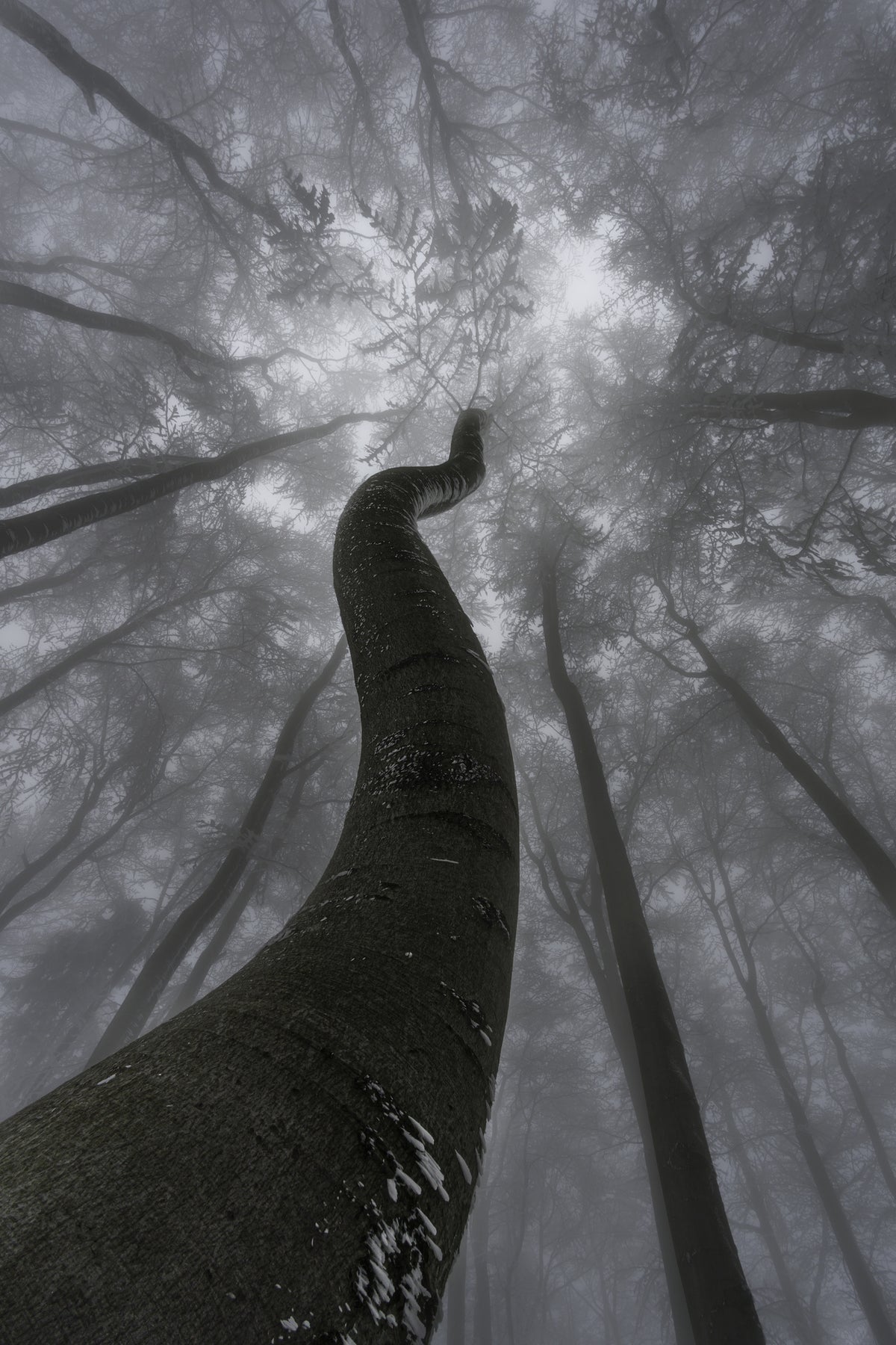 aluminium-print-looking-up-5