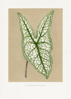 framedcanvas-print-green-caladium-belleymii