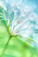 canvas-print-macro-dandelion