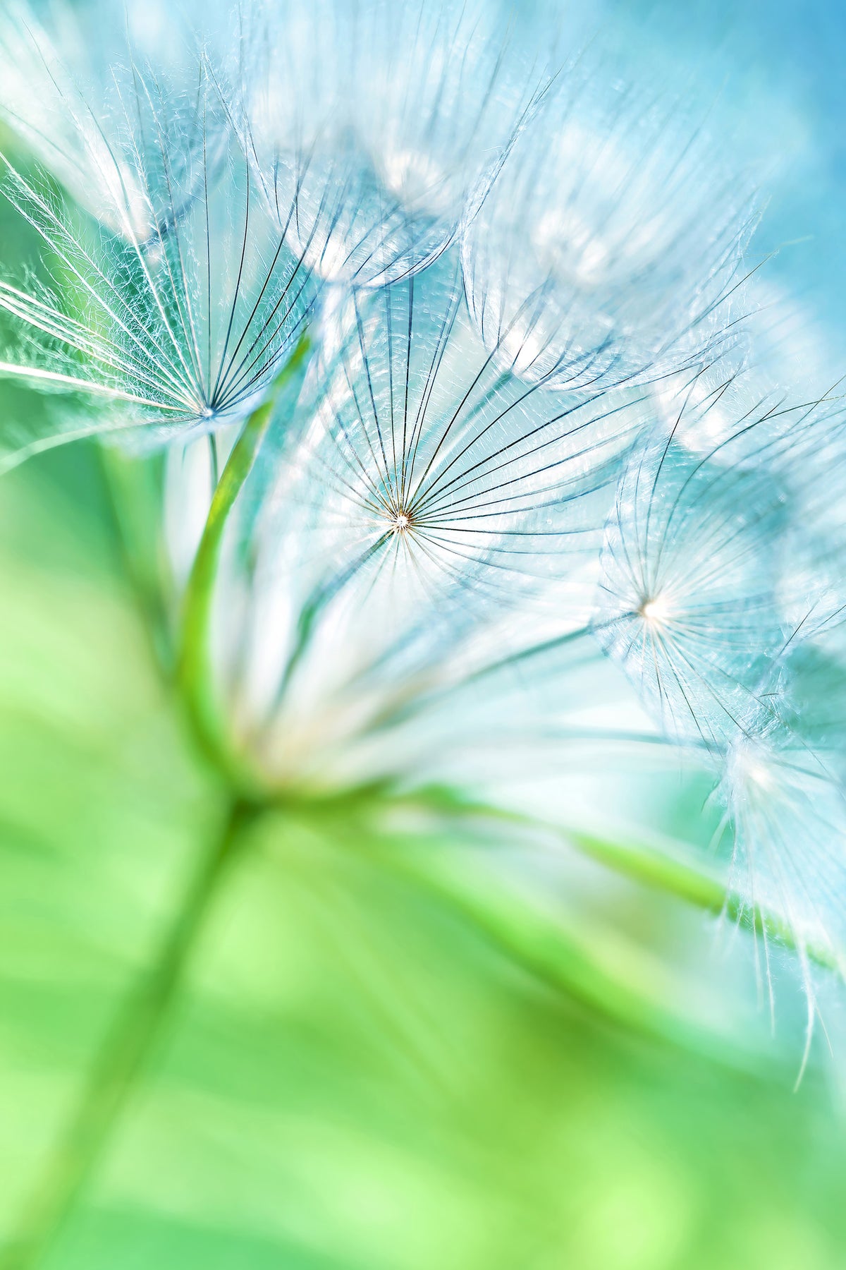 canvas-print-macro-dandelion
