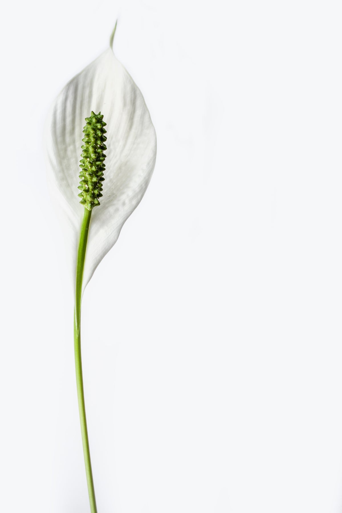 framedposter-print-the-peace-lily