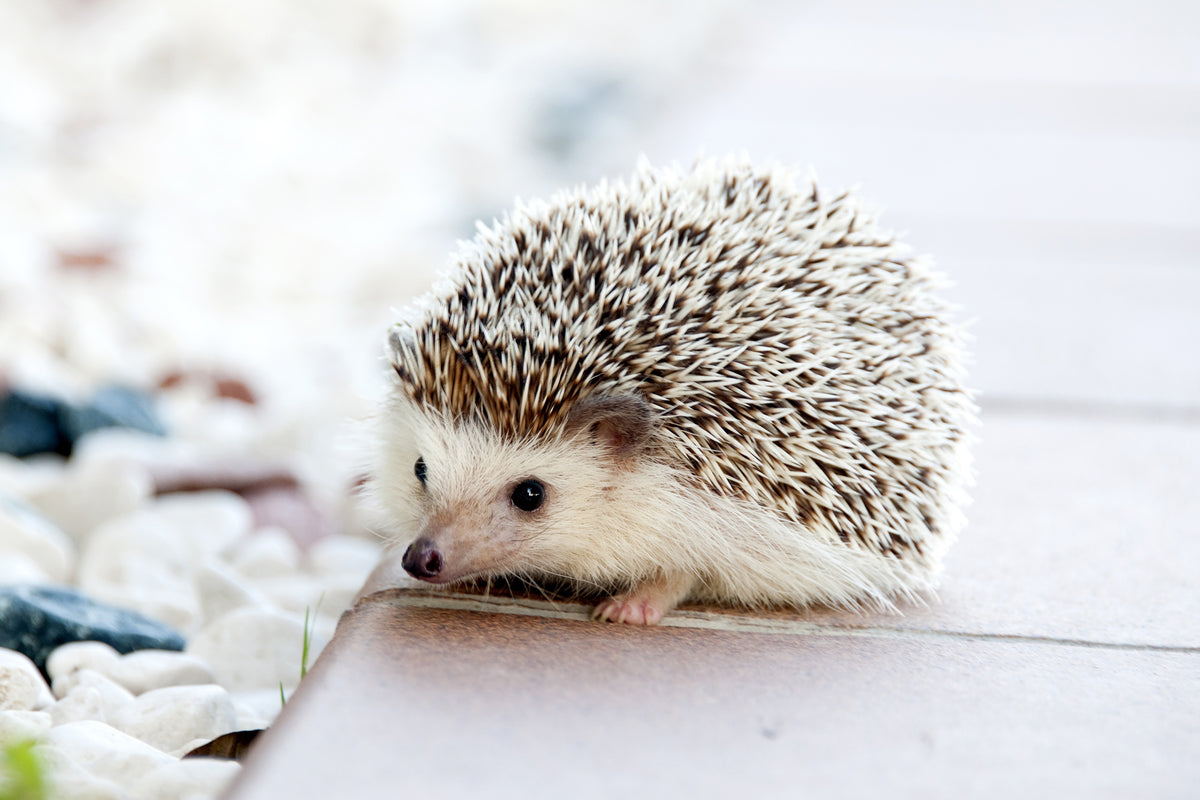framedcanvas-print-the-hedgehog-baby