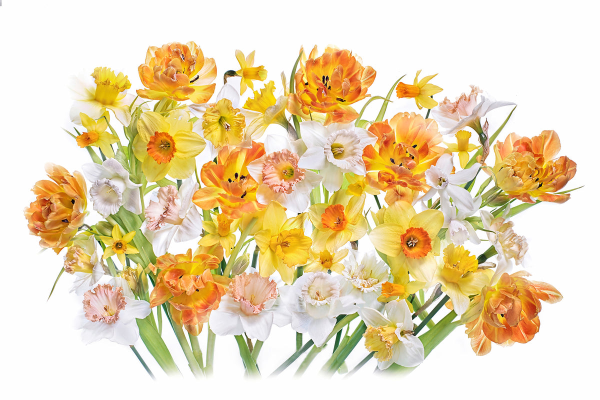 framedcanvas-print-spirited-x