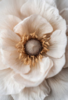 acrylic-print-soft-petal-dreams