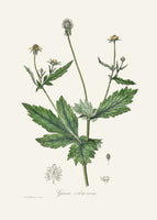 aluminium-print-wood-avens-geum-urbanum-medical-botany