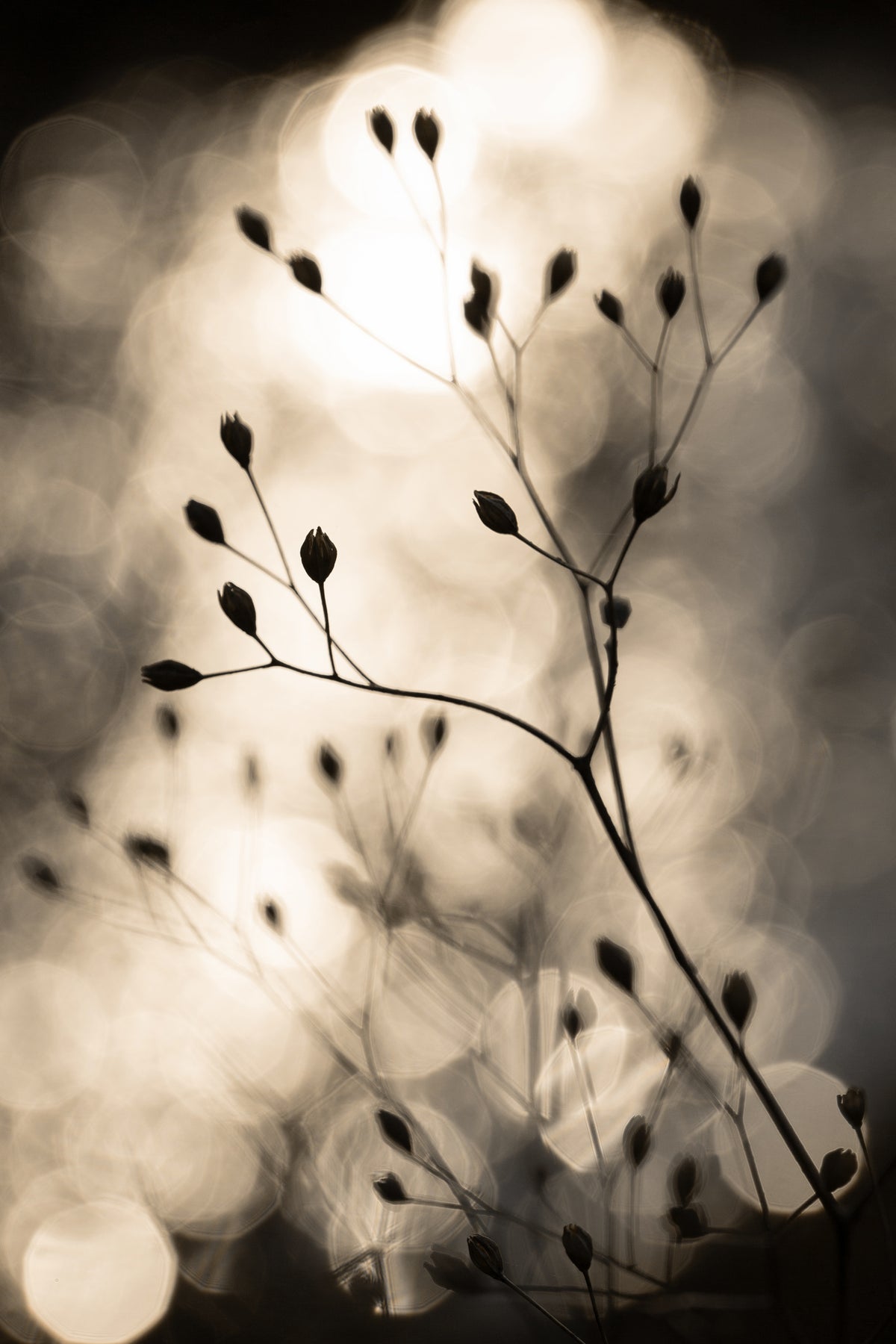 framedcanvas-print-sun-silhouettes-1