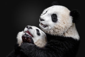 aluminium-print-pandas-x