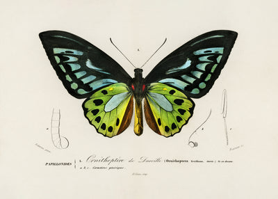 poster-print-green-birdwing-butterfly