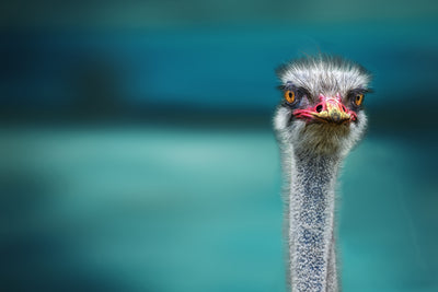 poster-print-blue-meets-ostrich
