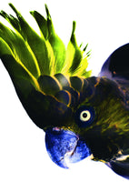 acrylic-print-vivid-bird-glance