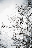 acrylic-print-winter-silhouettes-6