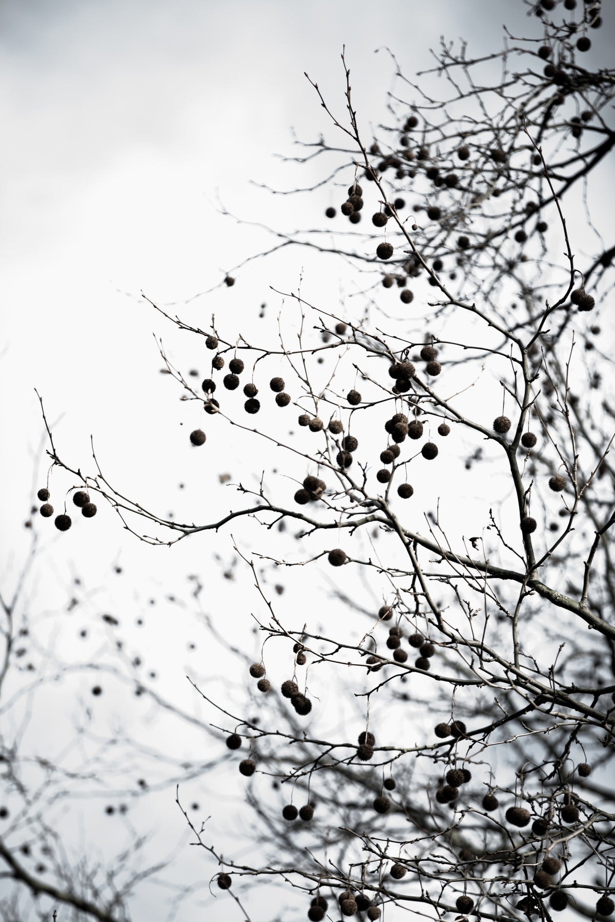 acrylic-print-winter-silhouettes-6