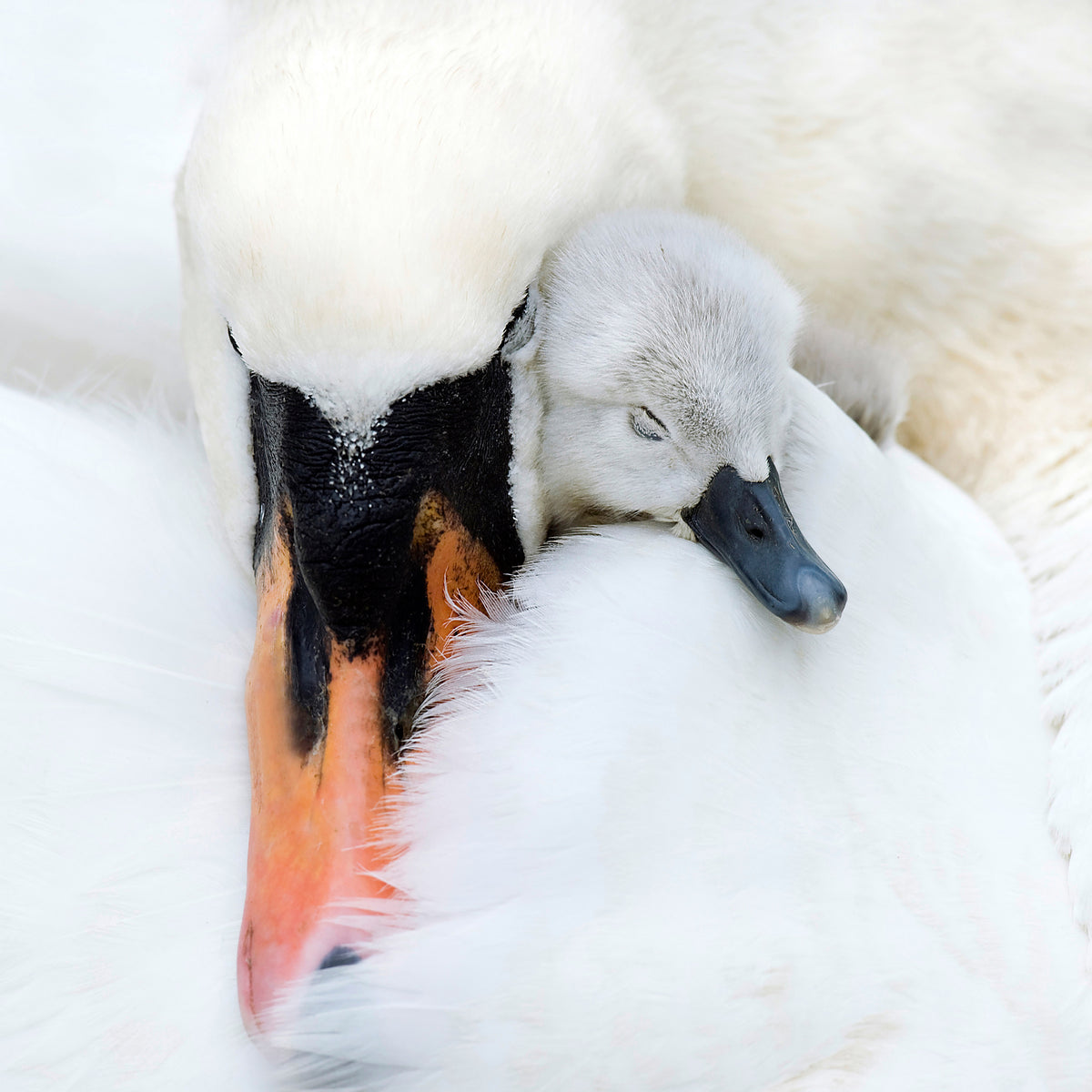 acrylic-print-a-mothers-love-x