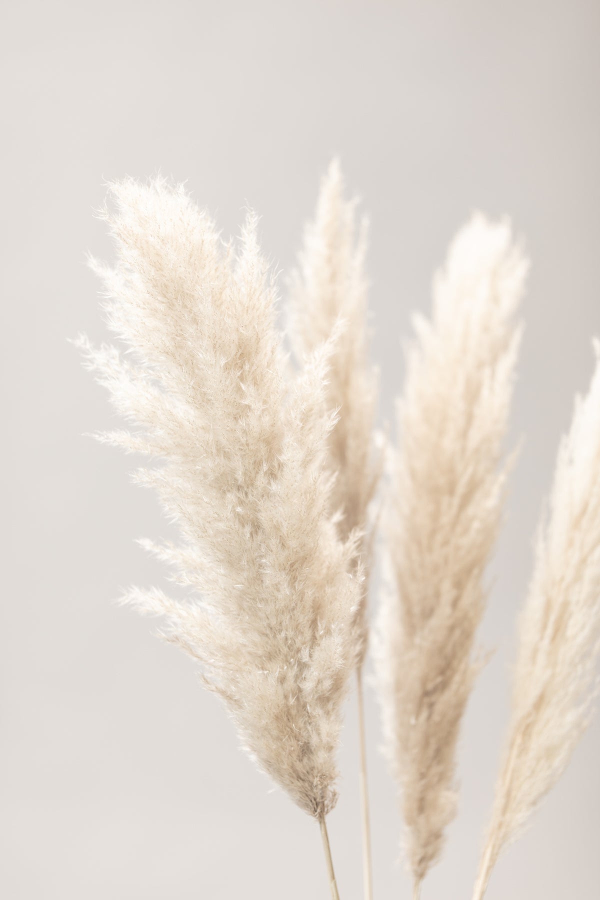 canvas-print-pampas-grass-grey-02