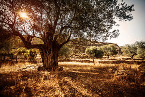 poster-print-olive-grove