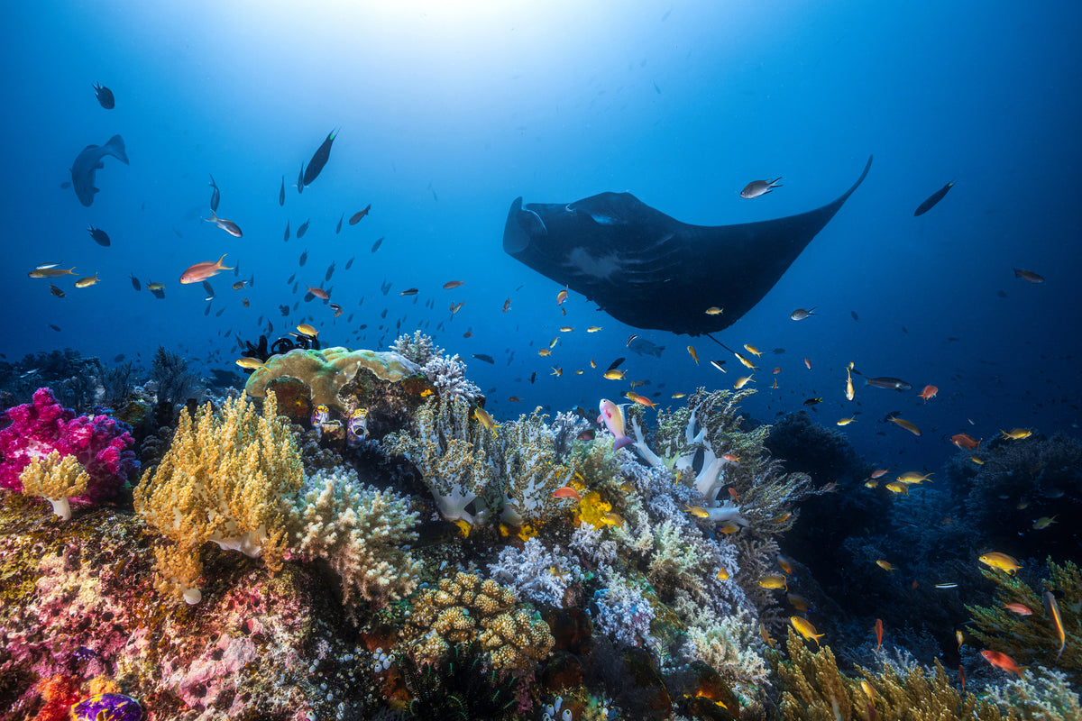 framedcanvas-print-manta-reef-on-the-reef-x