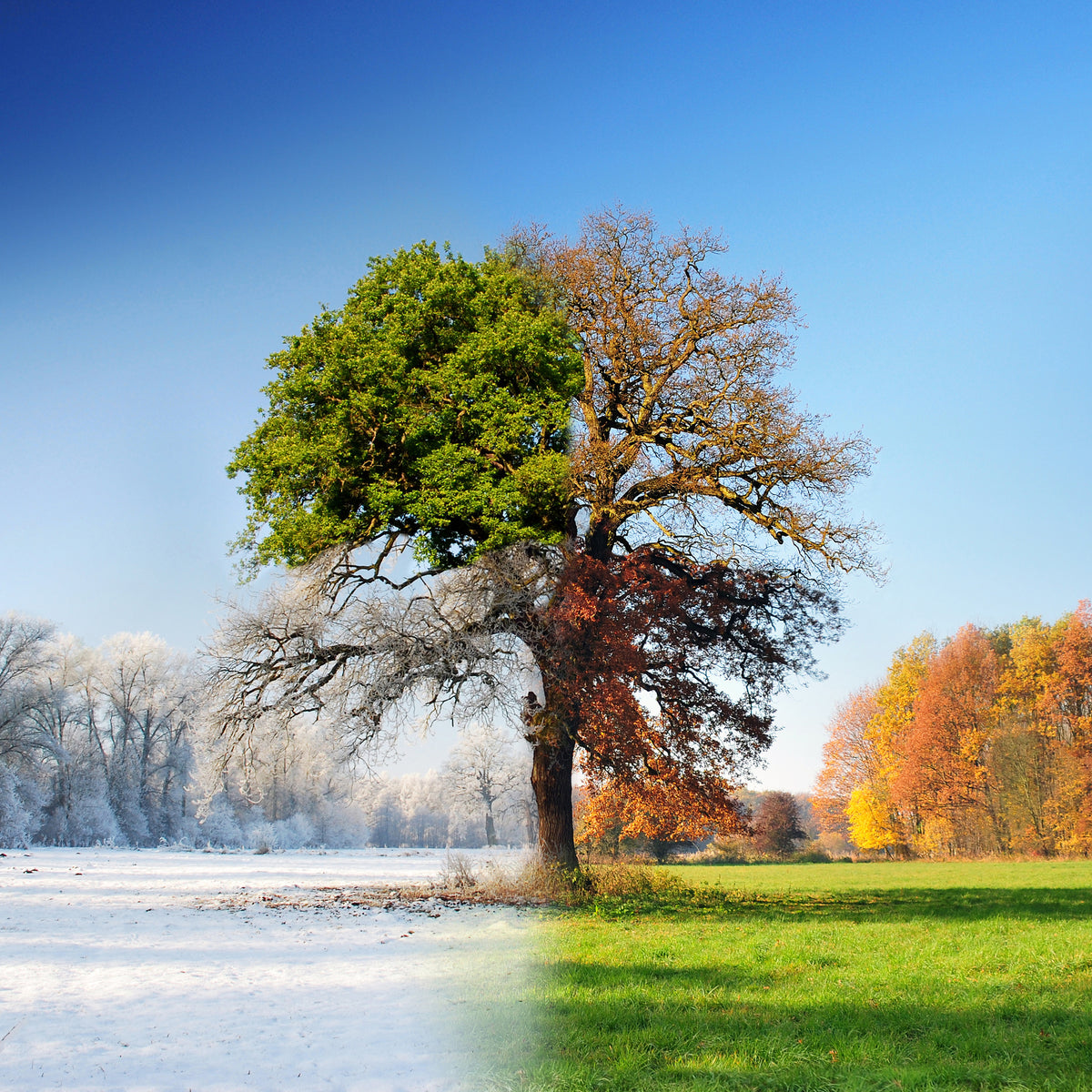 poster-print-4-seasons