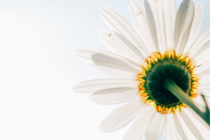 framedcanvas-print-a-daisy