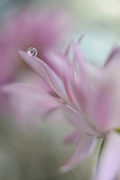 aluminium-print-in-pink-delight