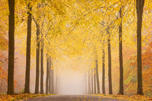 canvas-print-autumn-road-x