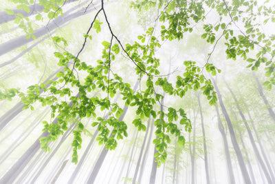 poster-print-whisper-of-the-forest