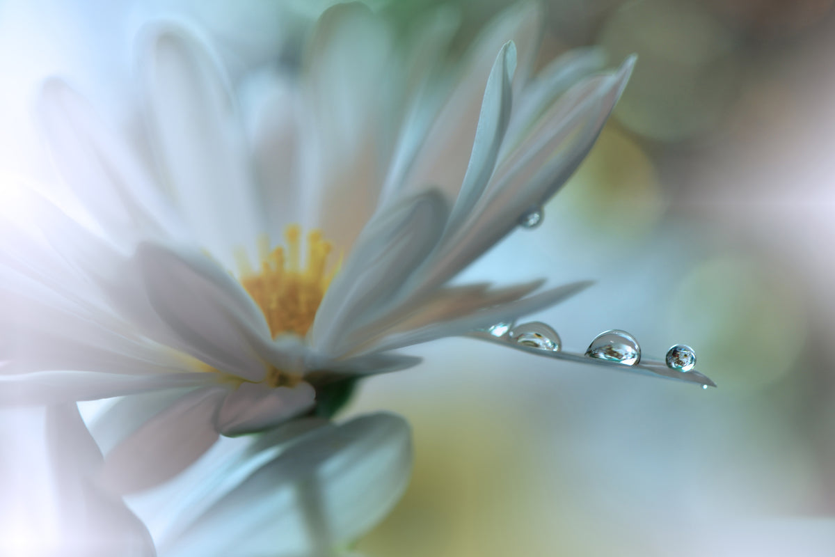 poster-print-light-touch