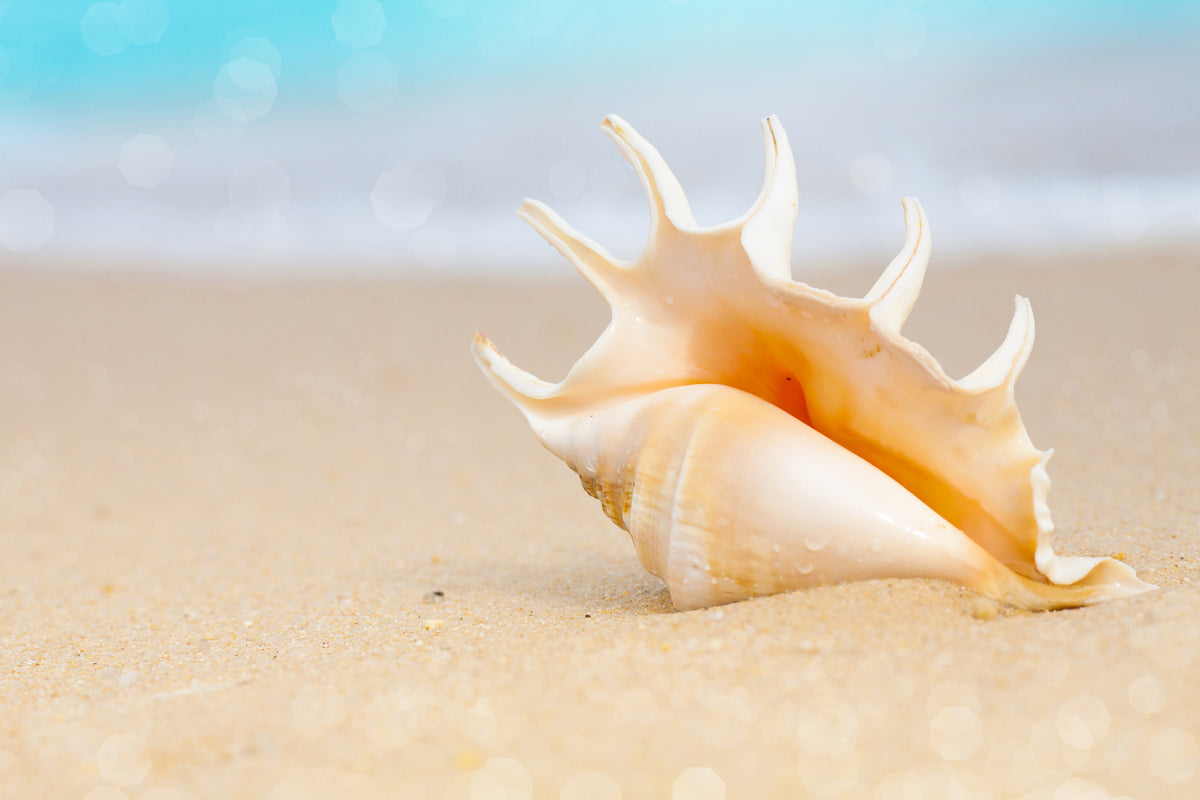 modern-3-piece-aluminium-print-the-shell-on-the-beach