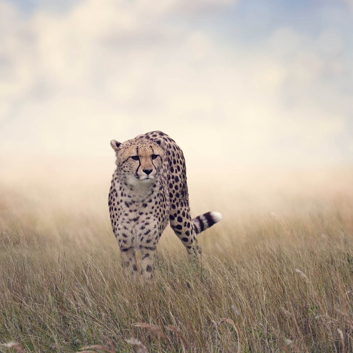 canvas-print-the-cheetah
