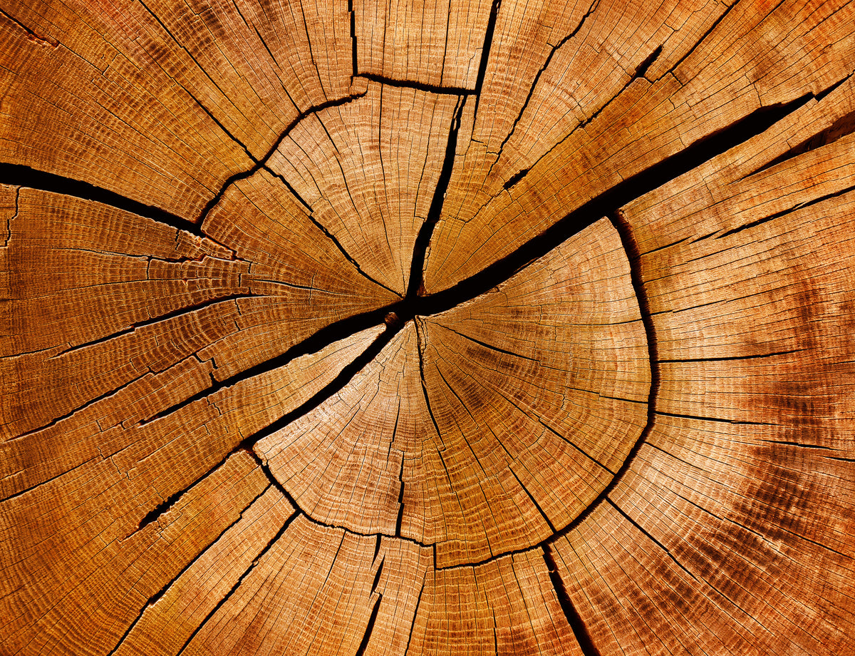 4-piece-canvas-print-annual-rings-of-a-tree-trunk