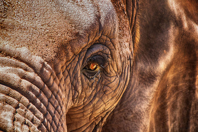 poster-print-the-look-of-the-elephant