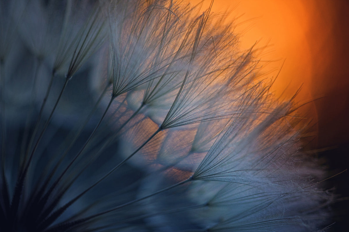 framedposter-print-feathers-p