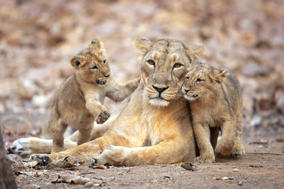 framedposter-print-asiatic-lioness-x