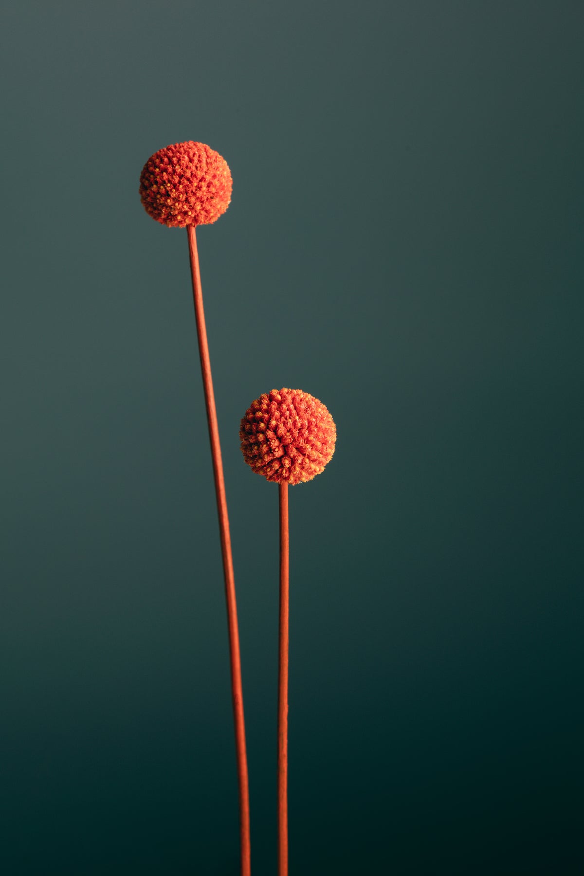 framedposter-print-orange-seed-capsules