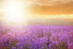 modern-3-piece-acrylic-print-sunset-in-lavender-field
