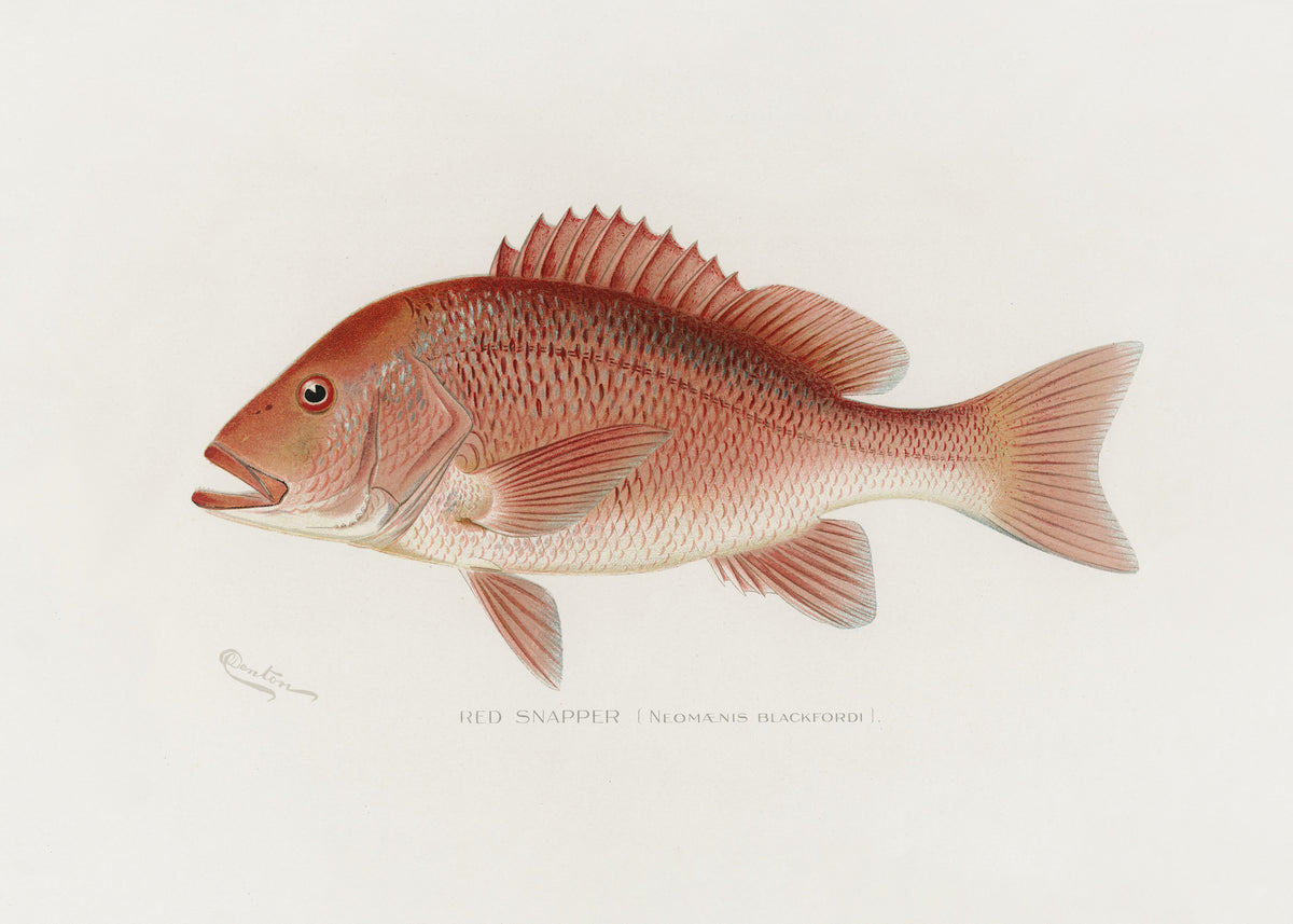 acrylic-print-red-snapper
