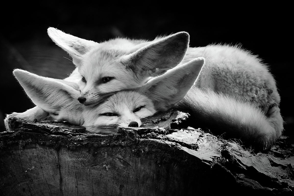 poster-print-the-happy-couple