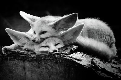 poster-print-the-happy-couple