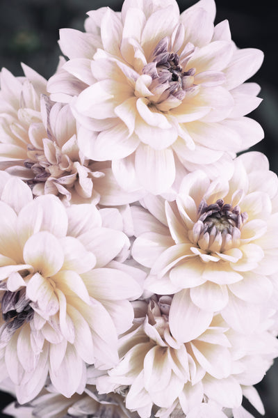poster-print-pinkish-flowers