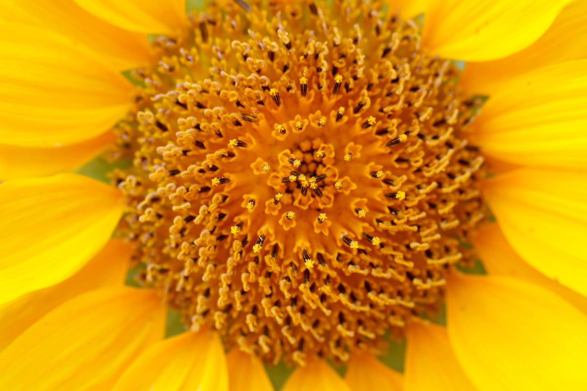 canvas-print-beautiful-buds-of-the-sunflower
