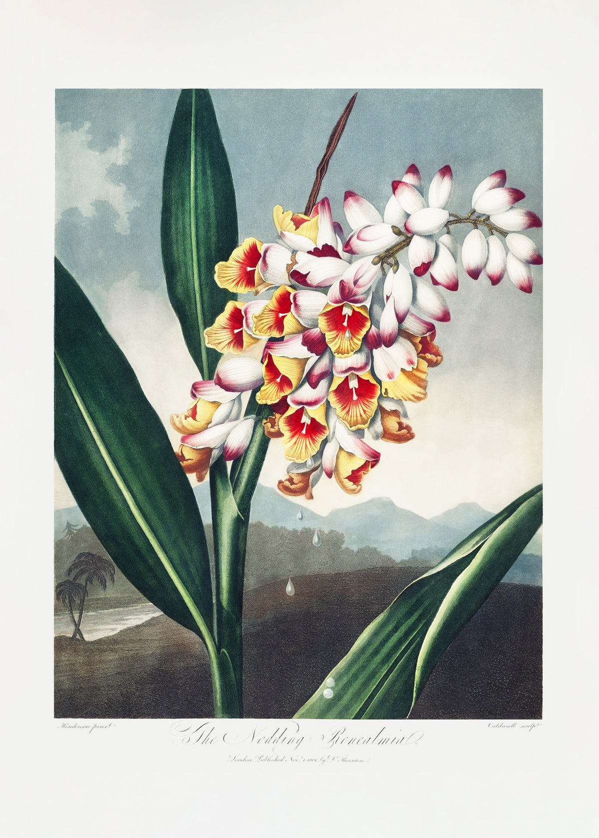 acrylic-print-the-nodding-renealmia-from-the-temple-of-flora-1807