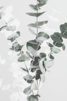 aluminium-print-eucalyptus-002