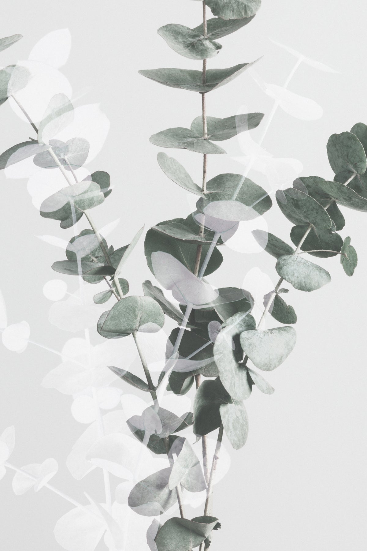 aluminium-print-eucalyptus-002