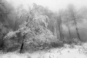 modern-3-piece-aluminium-print-the-winter