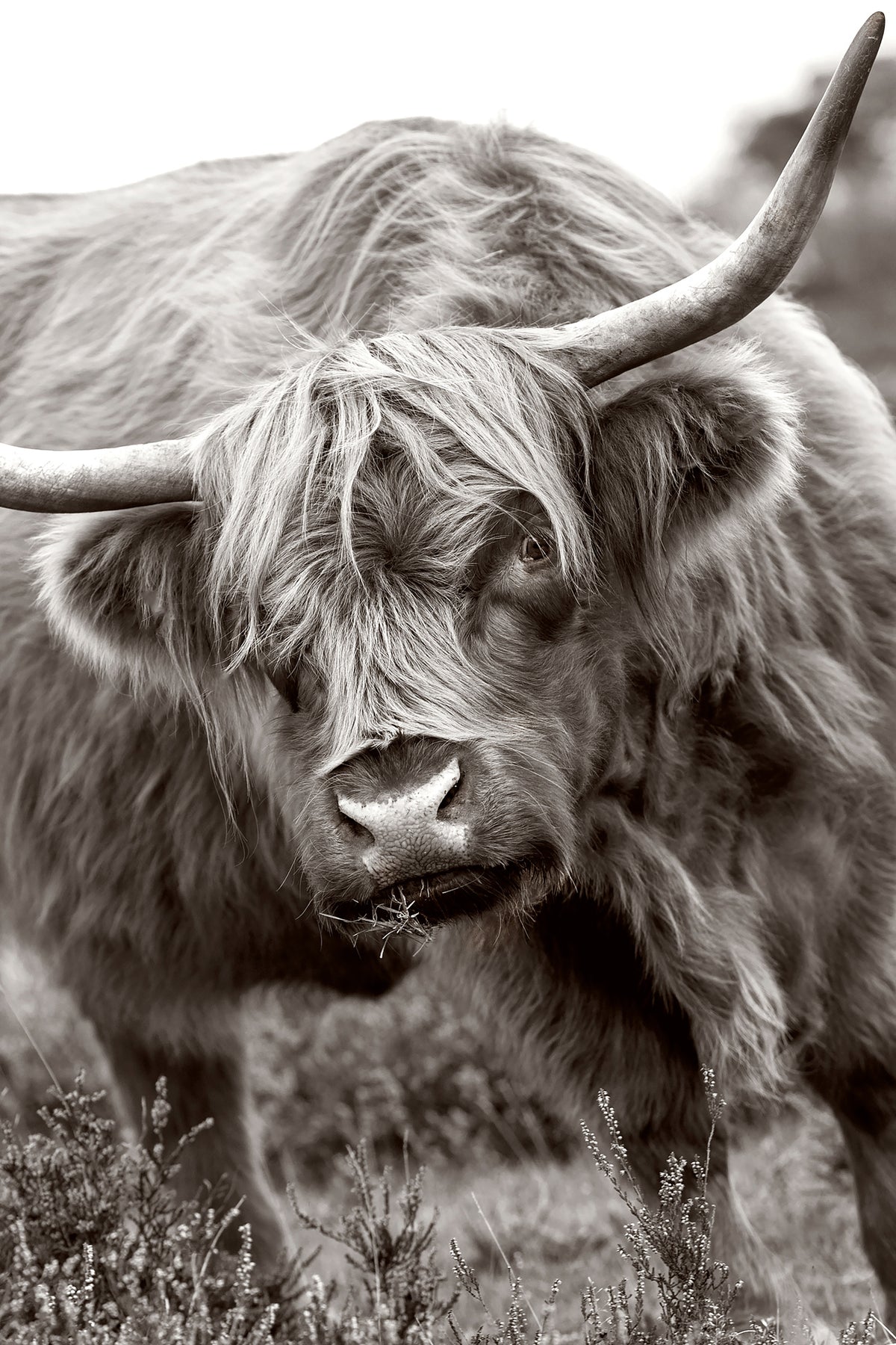 aluminium-print-the-bull-x