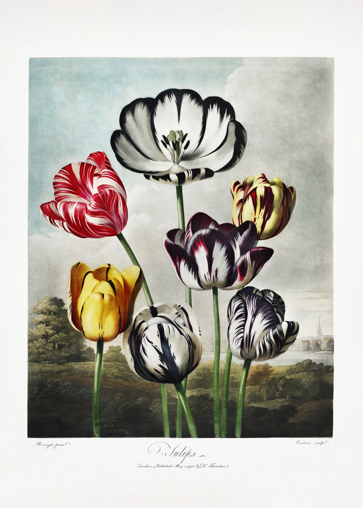 framedcanvas-print-tulips-from-the-temple-of-flora-1807