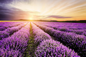 poster-print-lavender-sunrise