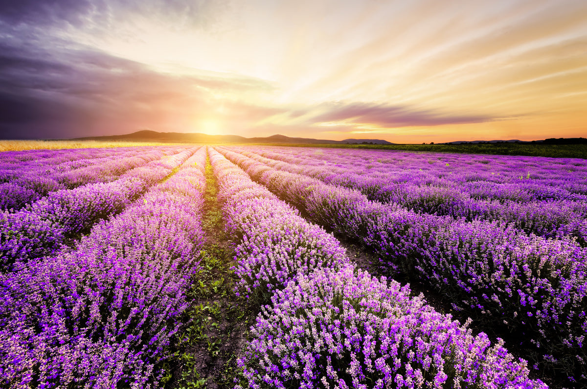 poster-print-lavender-sunrise