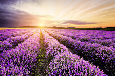 poster-print-lavender-sunrise