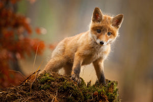 framedcanvas-print-fox